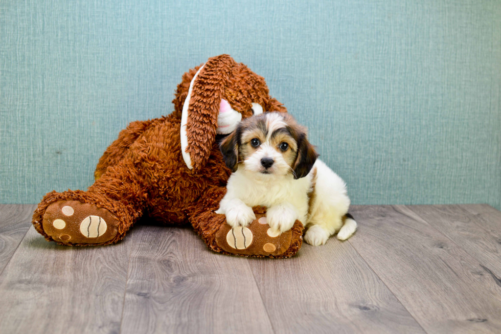 Popular Cavachon Designer Pup