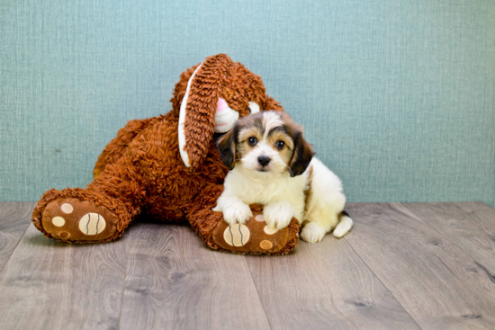 Popular Cavachon Designer Pup