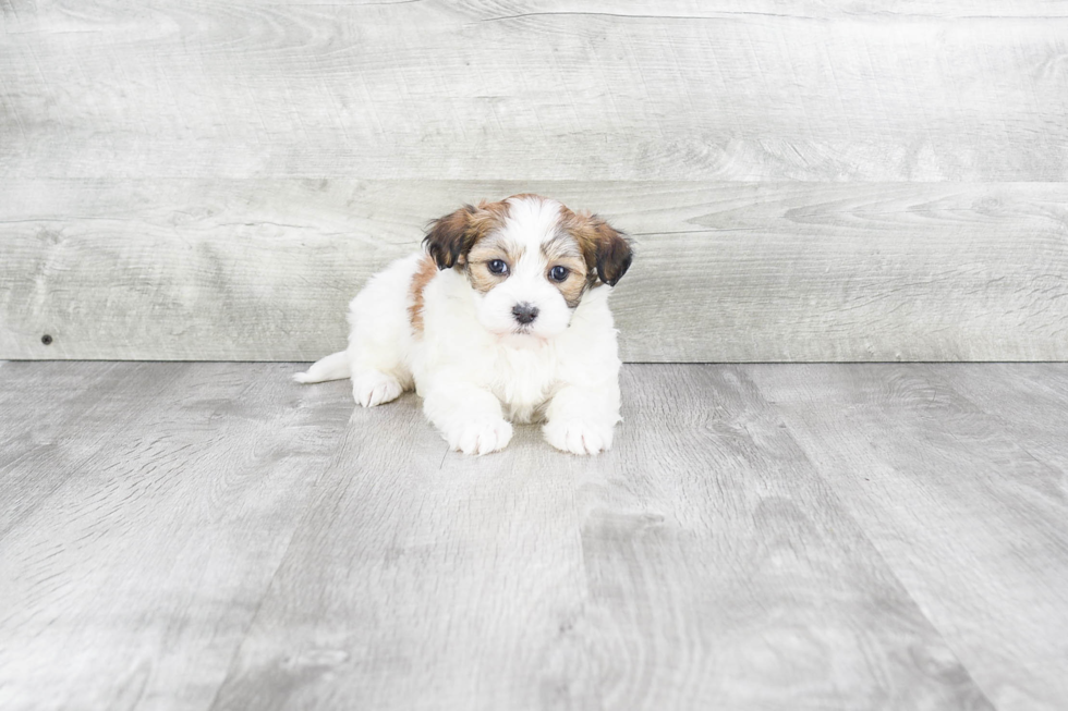 Adorable Havanese Purebred Puppy