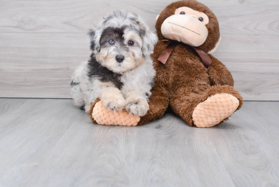 Mini Aussiedoodle Pup Being Cute