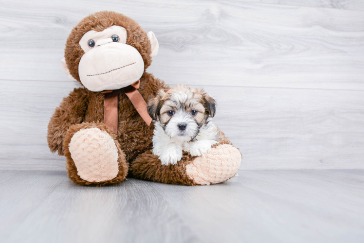 Best Teddy Bear Baby