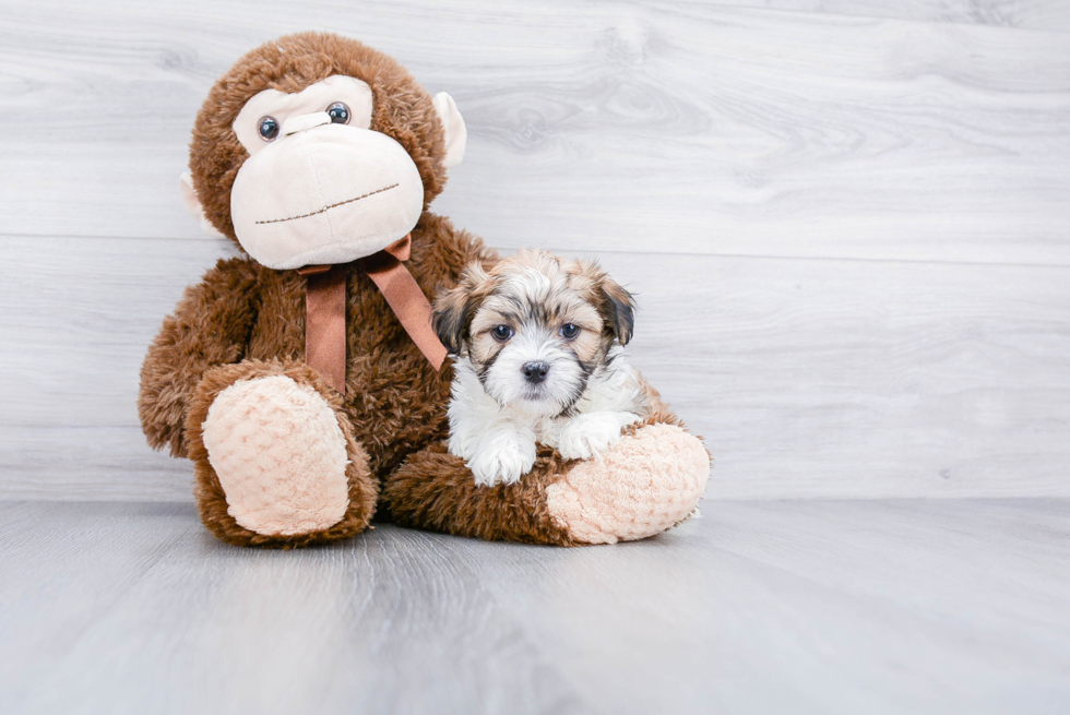 Best Teddy Bear Baby