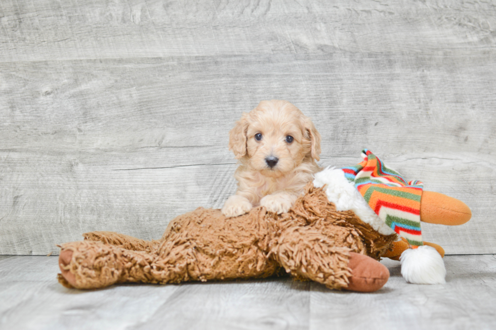 Fluffy Cavapoo Poodle Mix Pup