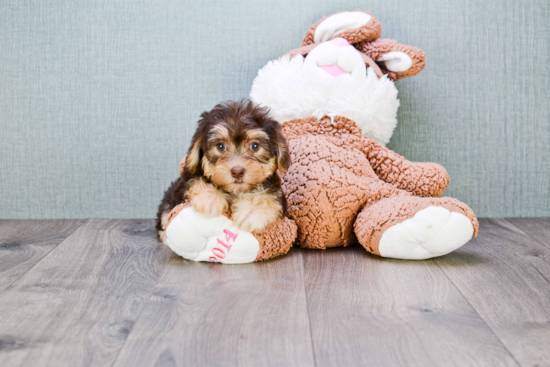 Fluffy Morkie Designer Pup