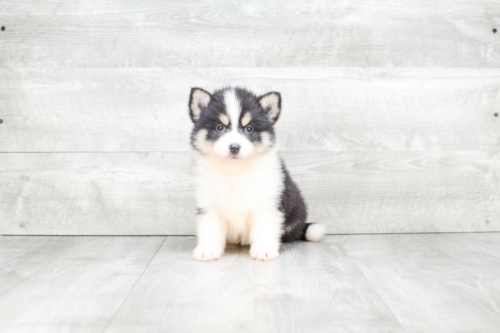 Small Pomsky Baby