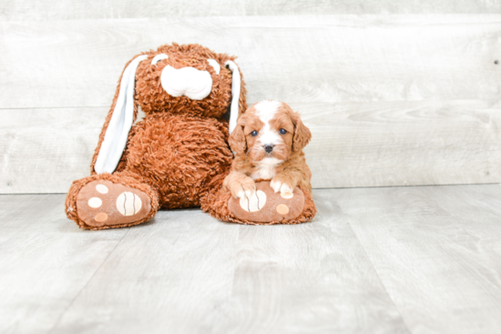 Funny Cavapoo Poodle Mix Pup