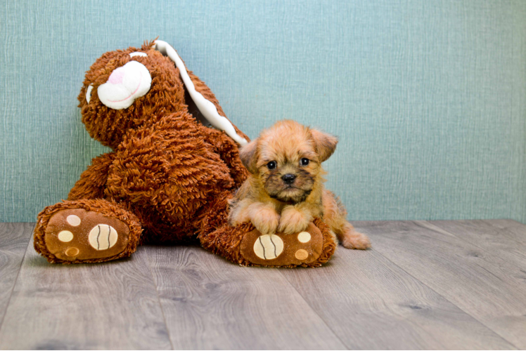 Cute Brussels Griffon Mix Pup