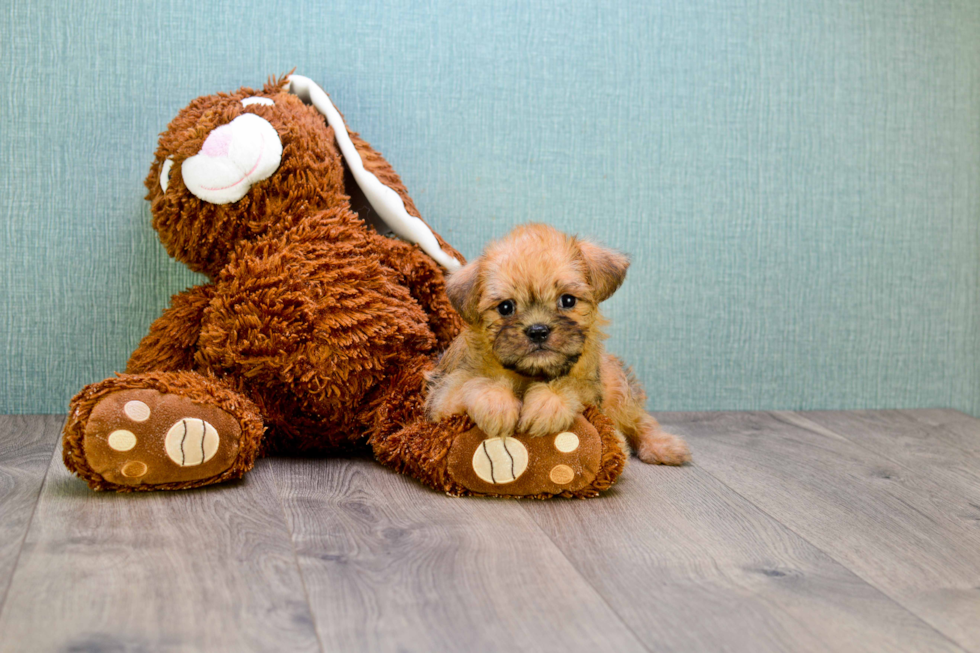 Cute Brussels Griffon Mix Pup