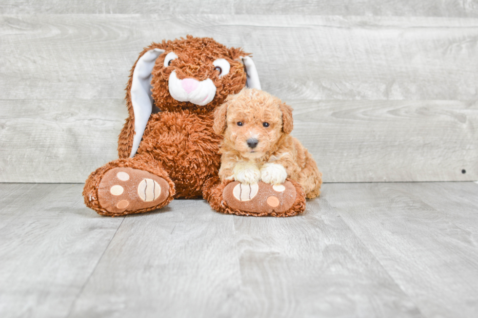 Friendly Maltipoo Baby