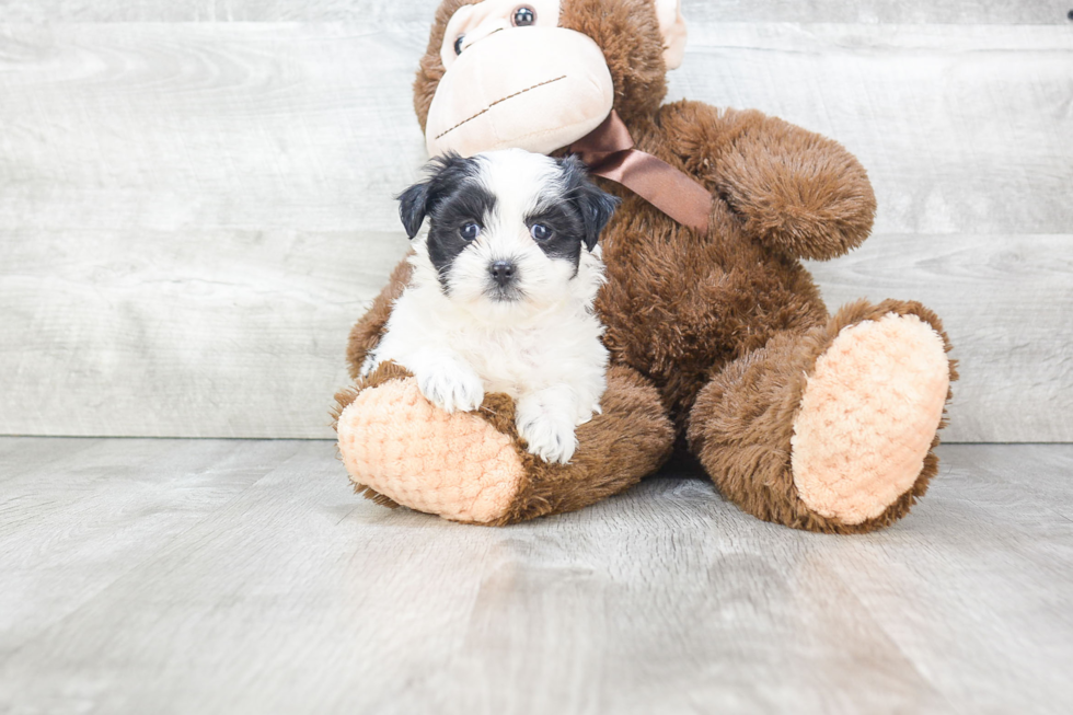 Teddy Bear Puppy for Adoption