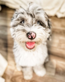 Petite English Sheep Poodle Mix Pup