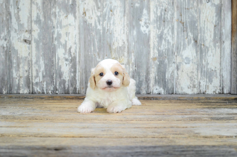 Cavachon Pup Being Cute