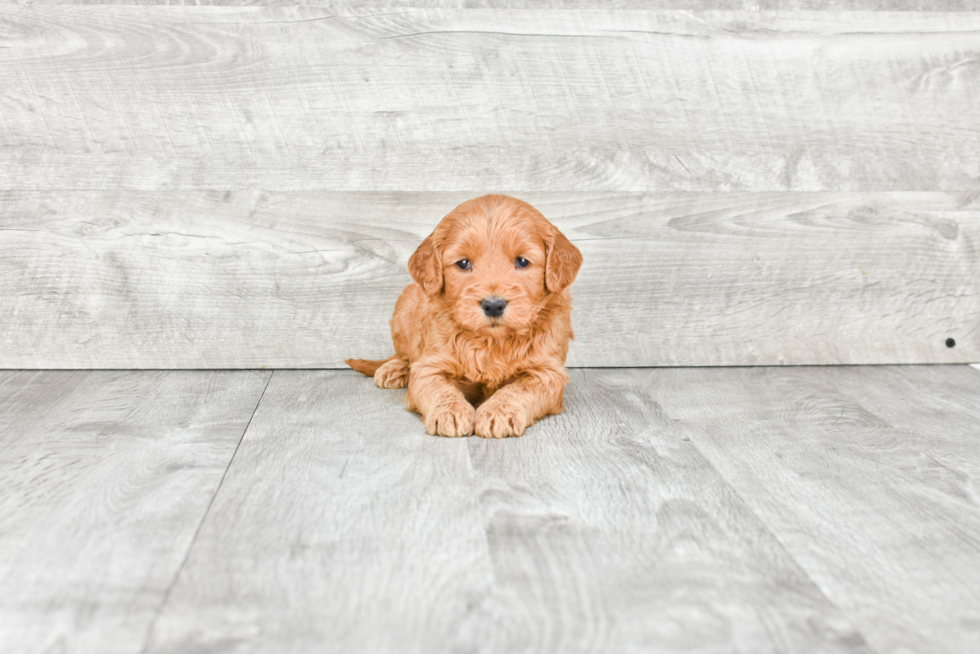 Adorable Golden Retriever Poodle Mix Puppy