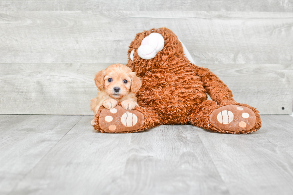 Cute Cavapoo Baby