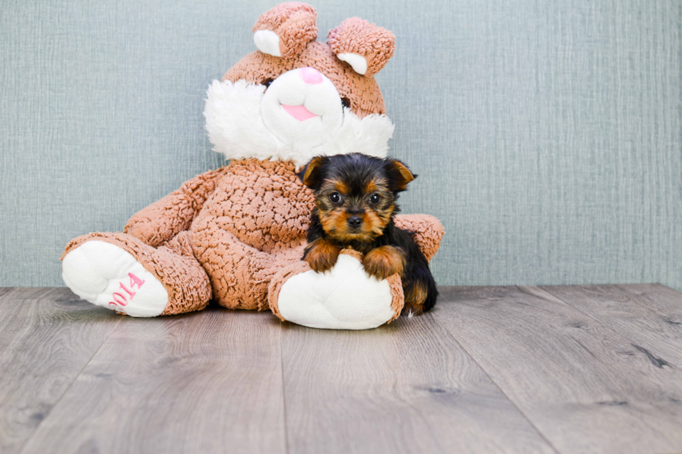 Meet Tinkerbell - our Yorkshire Terrier Puppy Photo 