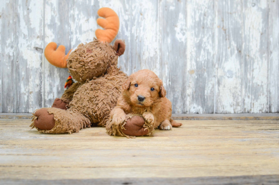 Mini Goldendoodle Pup Being Cute