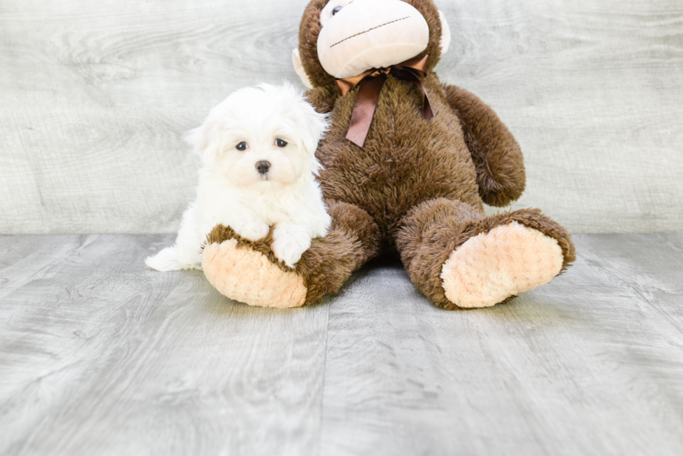 Happy Maltese Purebred Puppy