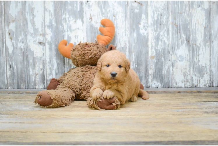 Energetic Golden Retriever Poodle Mix Puppy