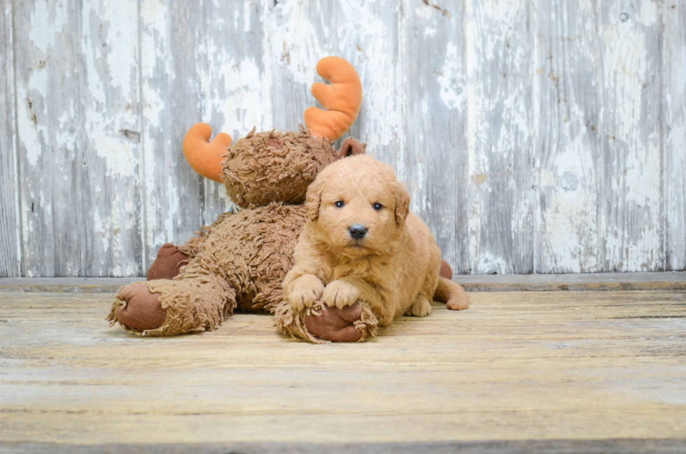 Energetic Golden Retriever Poodle Mix Puppy