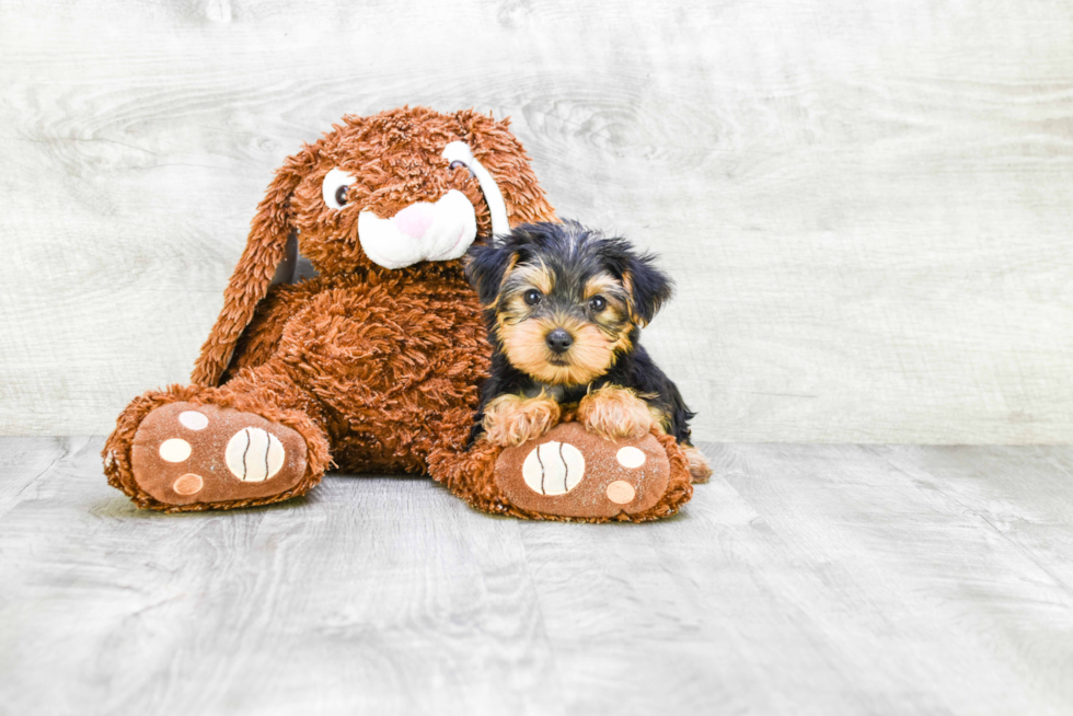 Meet Timmy - our Yorkshire Terrier Puppy Photo 