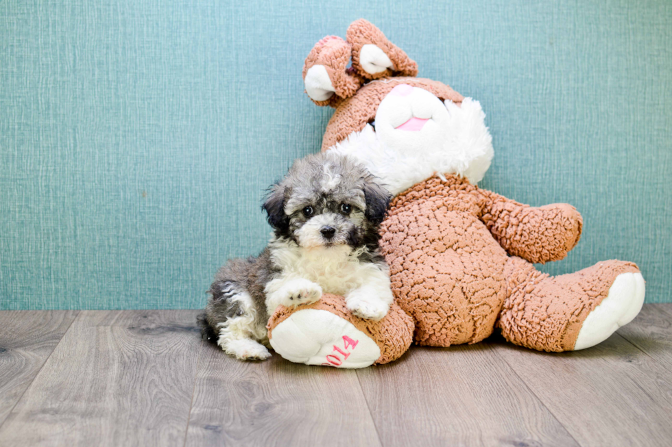 Fluffy Havanese Purebred Puppy