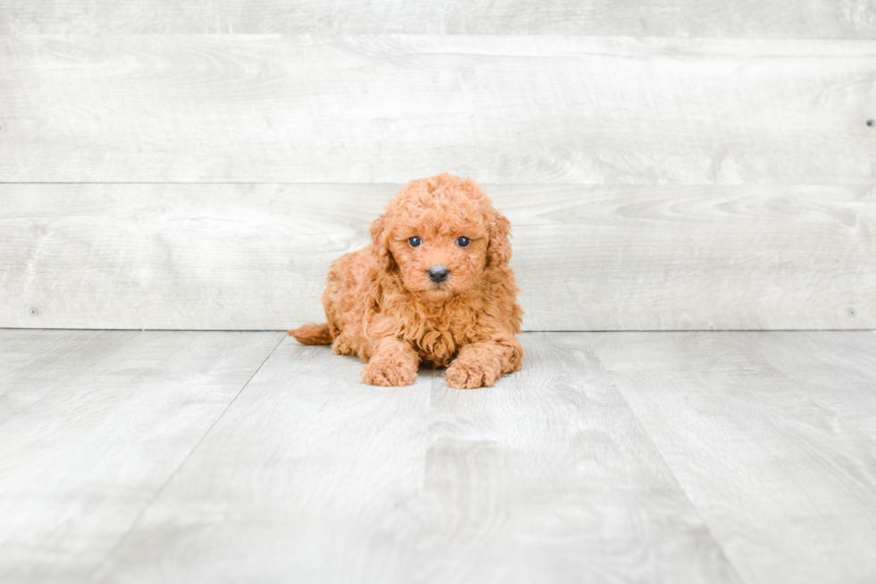 Little Golden Retriever Poodle Mix Puppy