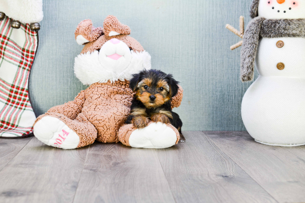 Meet Twinkle - our Yorkshire Terrier Puppy Photo 