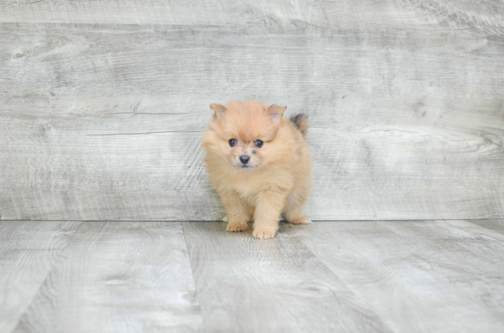 Best Pomeranian Baby