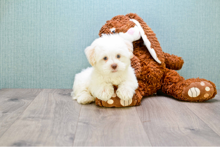 Popular Havanese Purebred Pup