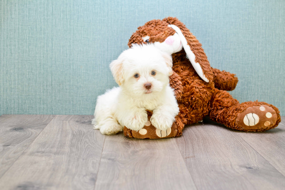 Popular Havanese Purebred Pup