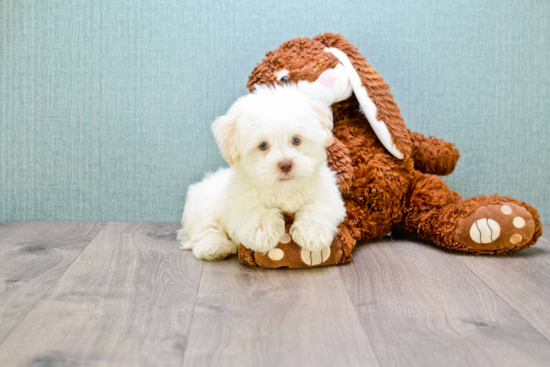 Popular Havanese Purebred Pup