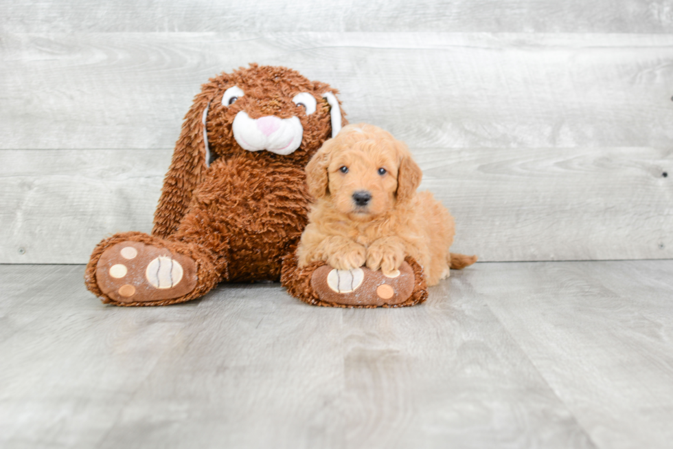 Mini Goldendoodle Pup Being Cute