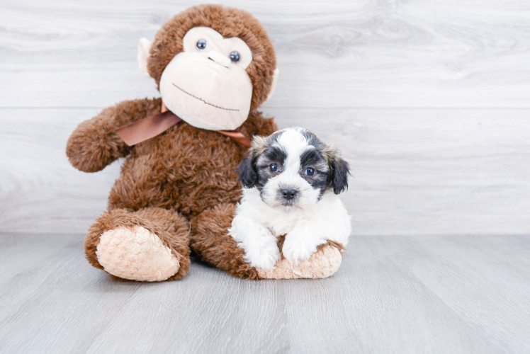 Teddy Bear Pup Being Cute