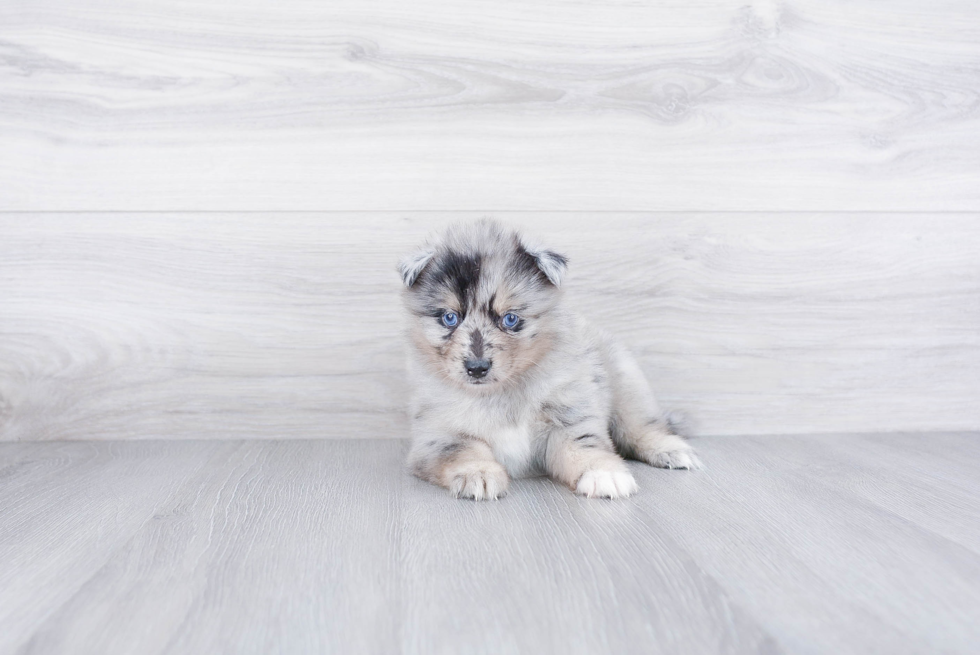 Petite Pomsky Designer Pup