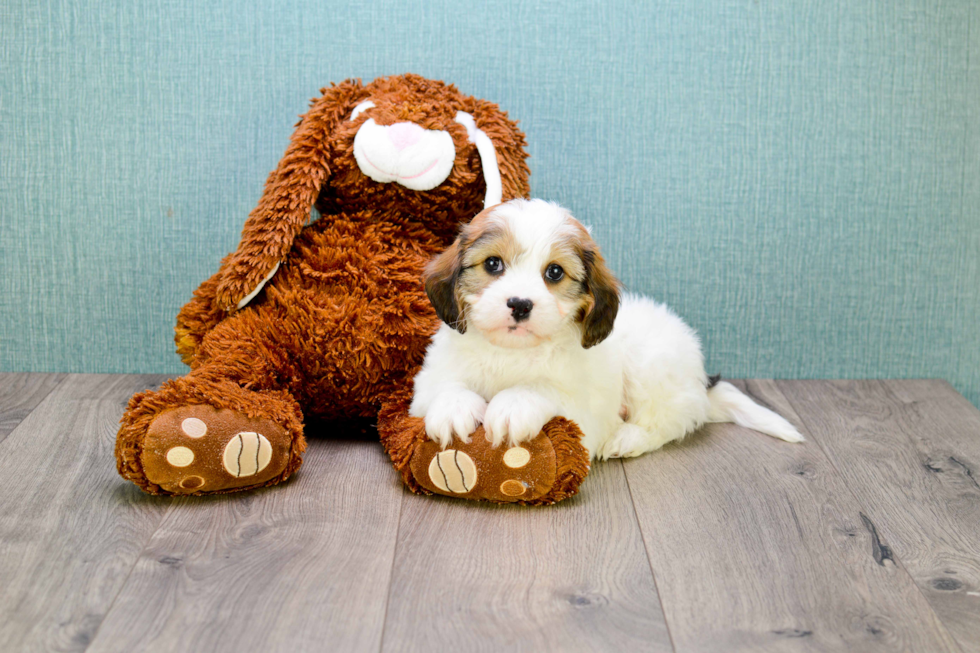 Cavachon Pup Being Cute