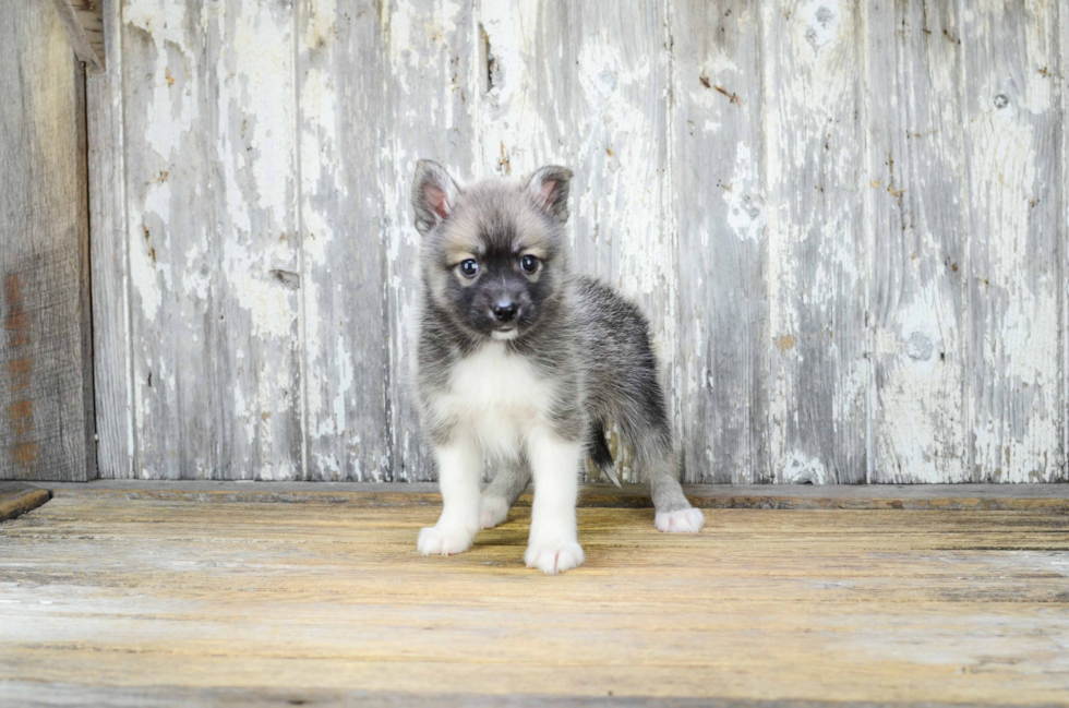 Small Pomsky Baby