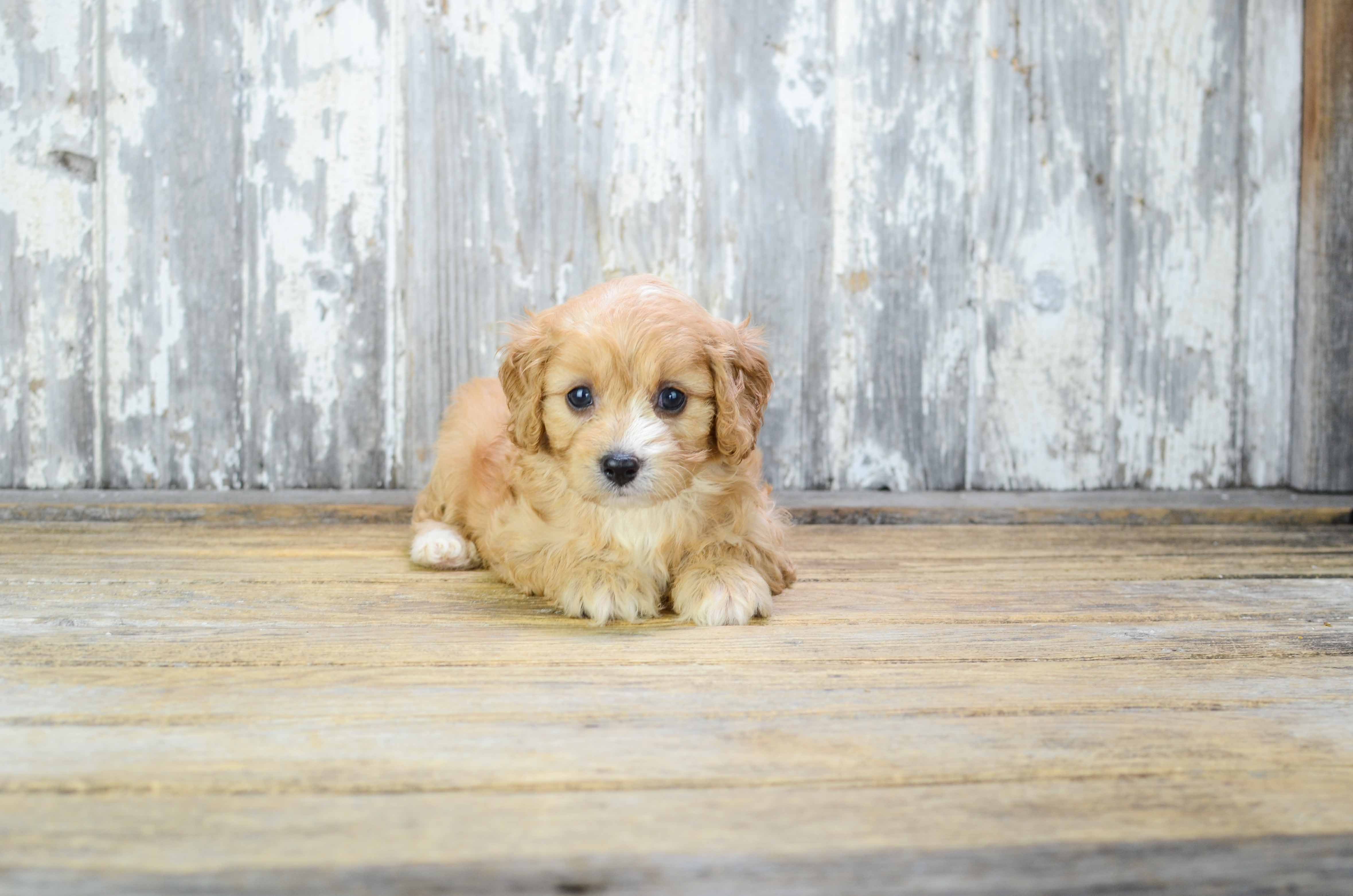 Sweet Cavapoo Baby