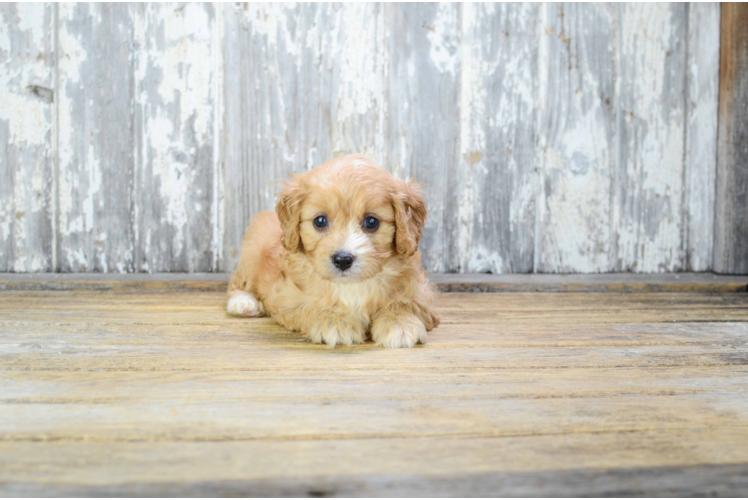 Sweet Cavapoo Baby