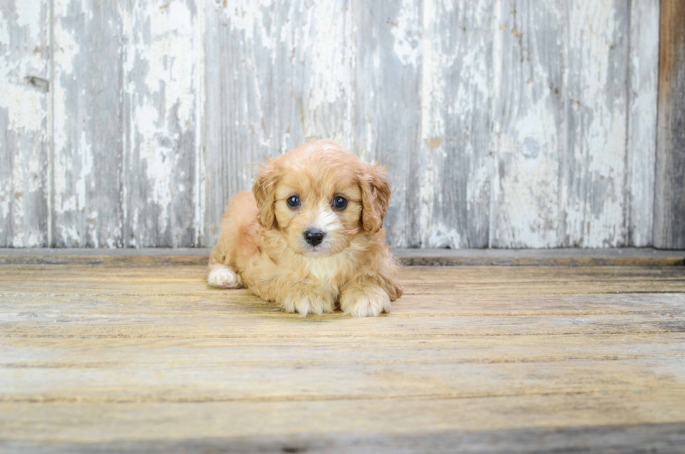 Sweet Cavapoo Baby