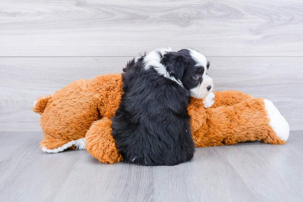 Havanese Pup Being Cute