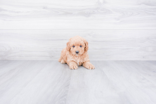 Best Mini Goldendoodle Baby