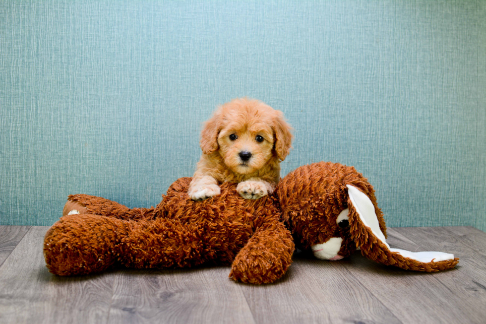 Small Cavapoo Baby