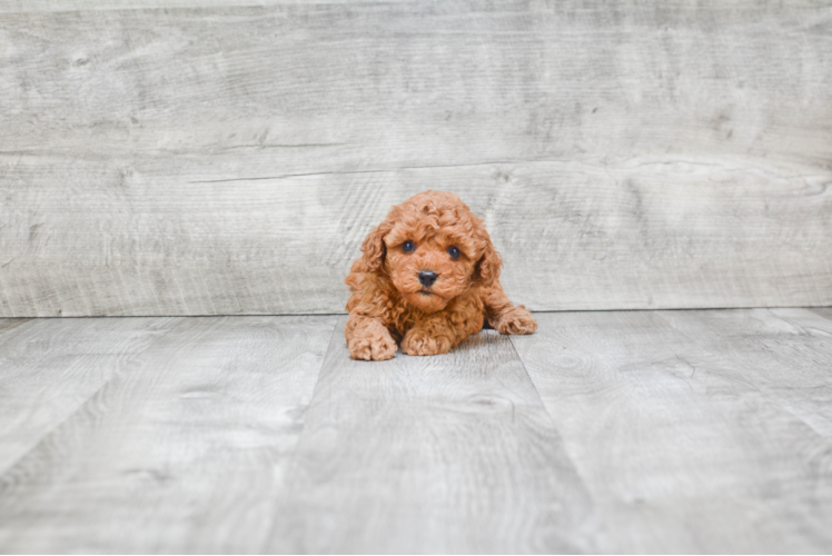 Energetic Cavoodle Poodle Mix Puppy