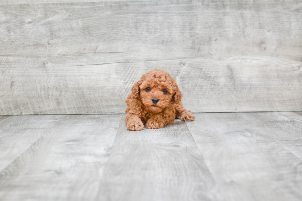 Energetic Cavoodle Poodle Mix Puppy