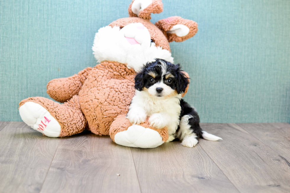 Funny Cavachon Designer Pup