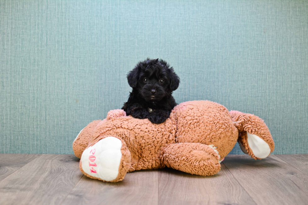 Petite Yorkie Poo Poodle Mix Pup