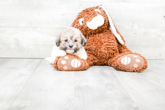 Teddy Bear Puppy for Adoption