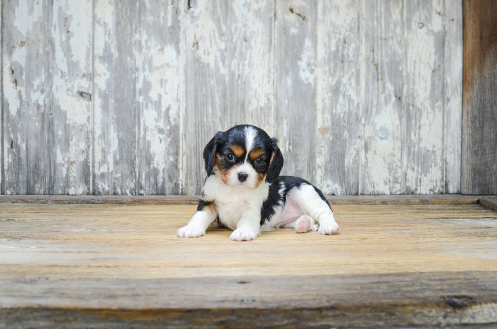 Cavalier King Charles Spaniel Puppy for Adoption