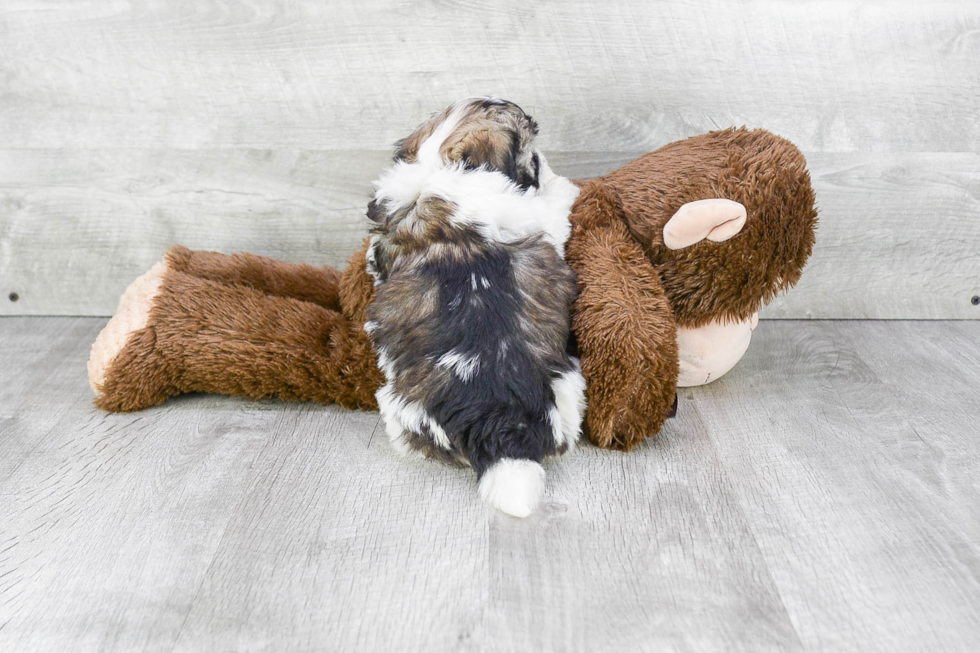 Popular Havanese Purebred Pup