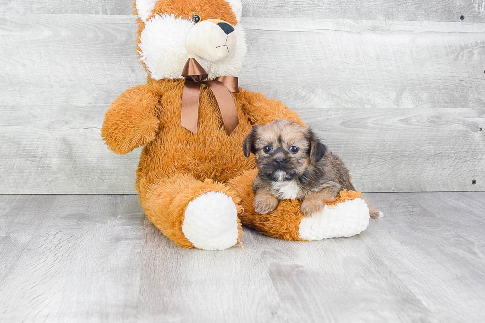 Playful Shorkie Designer Puppy